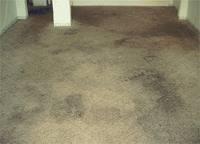 Carpet Cleaning Elk Grove image 5
