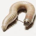 Ontario Termite and Pest Solutions image 2