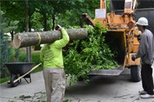 Tree Service Fort Wayne image 2