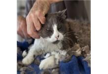 All Paws Pet Grooming image 4