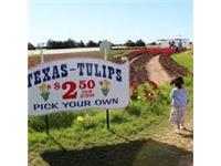Texas-Tulips, LLC image 1