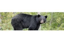 Bear Hunting Blog image 1
