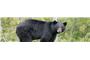 Bear Hunting Blog logo