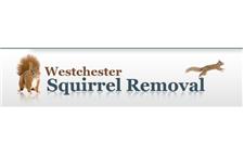 Westchester Squirrel Removal image 1