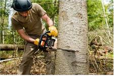 Toledo Tree Service Pros image 1