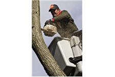 Erie Tree Trimmers image 4