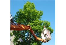 Randy Smith's Tree Care image 1