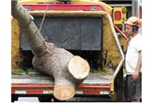 Middlesex Tree Service image 6