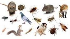 Excellent Pest Control image 5