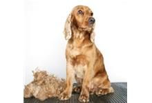Puppy-Luv Dog Grooming Salon image 5