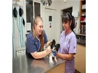 Carmel Mountain Ranch Veterinary Hospital image 2