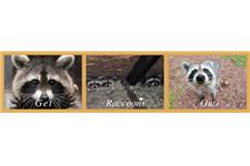 Get Raccoons Out image 3