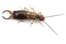 Excellent Corona Pest & Termite image 9