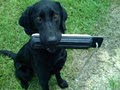 Gun Dog Supply image 1