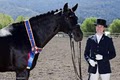 AP Dressage image 4