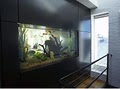 Aquarium Doctors Fish Tank Set up and maintenance service image 5