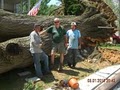 Bradley Tree Experts image 1