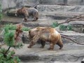 Cleveland Metroparks Zoo image 9
