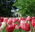 Dallas Arboretum & Botanical image 1