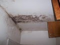 Damage-Manage Mold Removal / Remediation image 1