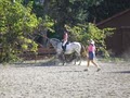 Dressage Dancers Riding School and Stable image 1
