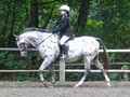 Dressage Dancers Riding Stable: Riding Lesson, Horse Birthday Parties and Summer Horse Camp image 1
