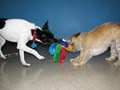 East Towne Pet Clinic image 1
