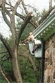 Horgan Tree Experts image 4