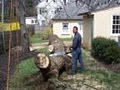 Horgan Tree Experts image 8