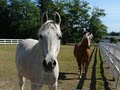 Horse Haven at Bear Creek, Inc. image 3