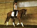 Ingela Hoerler Equestrian Training image 3