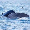 Newport Landing Whale Watching image 1