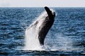 Newport Landing Whale Watching image 2