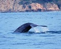 Newport Landing Whale Watching image 5