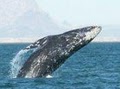 Newport Landing Whale Watching image 10