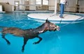 Pegasus Training and Equine Rehabilitation Center image 3