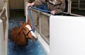 Pegasus Training and Equine Rehabilitation Center image 4