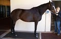 Pegasus Training and Equine Rehabilitation Center image 7