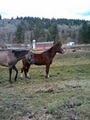 Red Barn Horse Boarding image 2