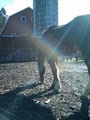 Red Barn Horse Boarding image 5