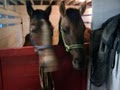 Red Barn Horse Boarding image 6