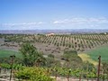 Seven Quails Vineyards image 4