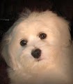 Shichon4u image 2