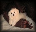 Shichon4u image 3