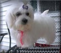 Shichon4u image 6