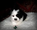 Shichon4u image 7