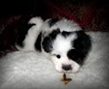 Shichon4u image 8