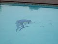 Sun Splash Swimming Pools Inc image 5