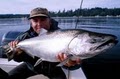A Spot Tail Salmon Guide - Seattle Fishing Charters image 2