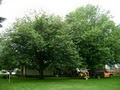 AWS Tree Service Inc. image 1